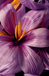 Negin Saffron Bulk Packaging