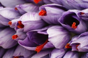 Negin Saffron Bulk Packaging