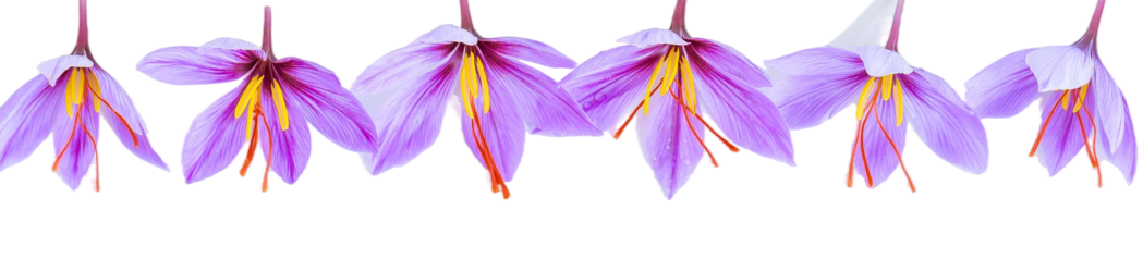 Negin Saffron Bulk Packaging