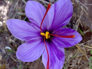 Saffron Price