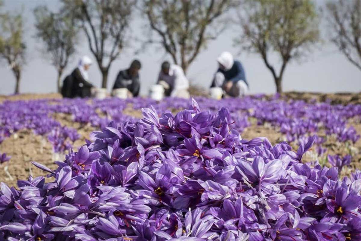 Is Growing Saffron Profitable?