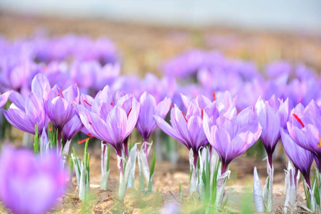 Saffron Flower