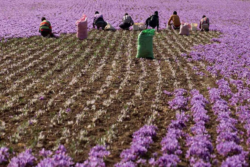 Saffron harvest