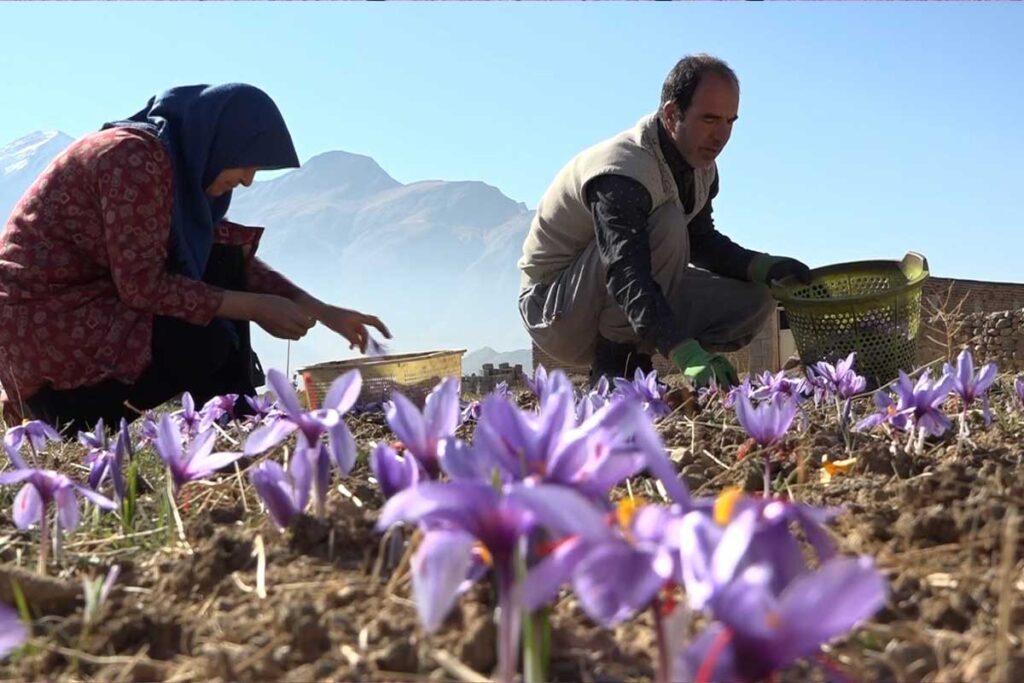 premium quality saffron