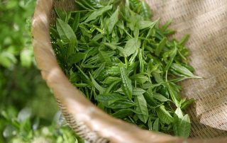 10 benefits of green tea