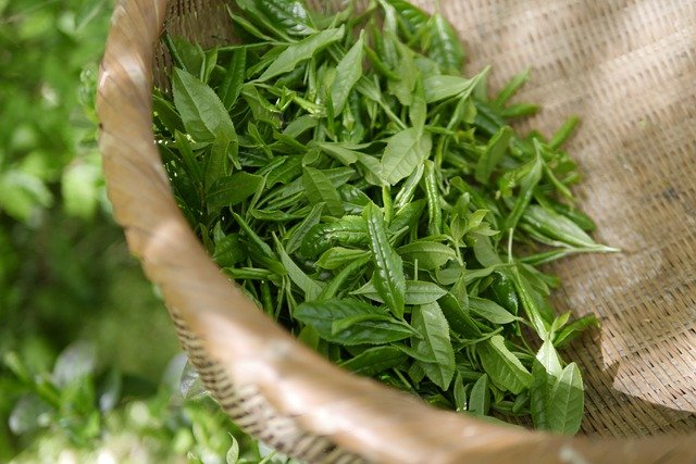 10 benefits of green tea