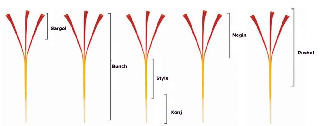 Iranian Saffron Vs Indian Saffron Esfedan Saffron Co Iranian Saffron Vs Indian Saffron Esfedan Saffron Co