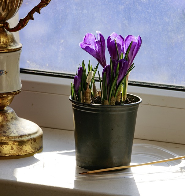 How to Grow Saffron