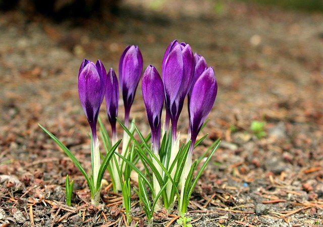 Is Growing Saffron Profitable?