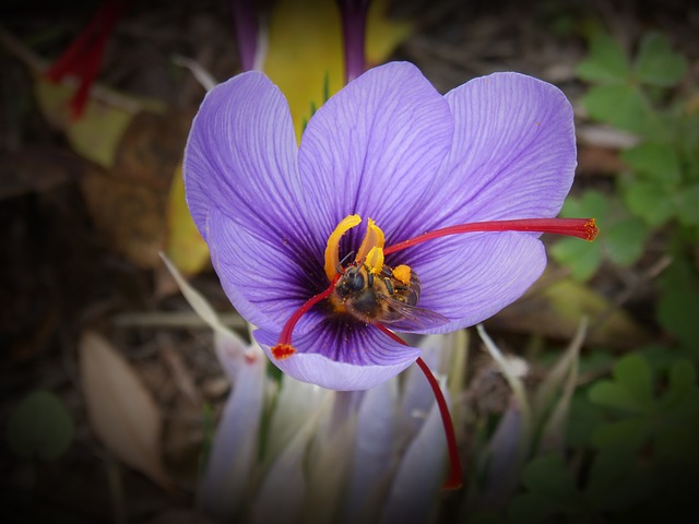 Medical Uses of Saffron