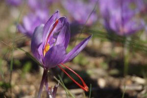 Saffron Risks and Uses