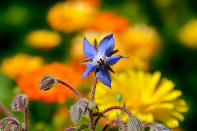 Benefits of Borage Tea - Borage Flower