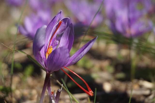 Saffron Benefits for Women - Saffron Flower