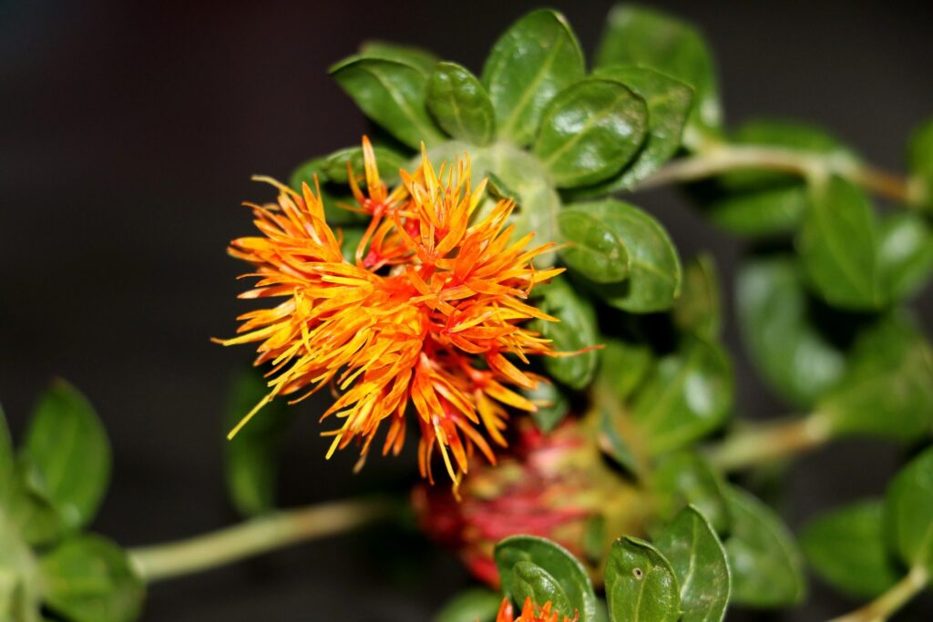 saffron vs safflower