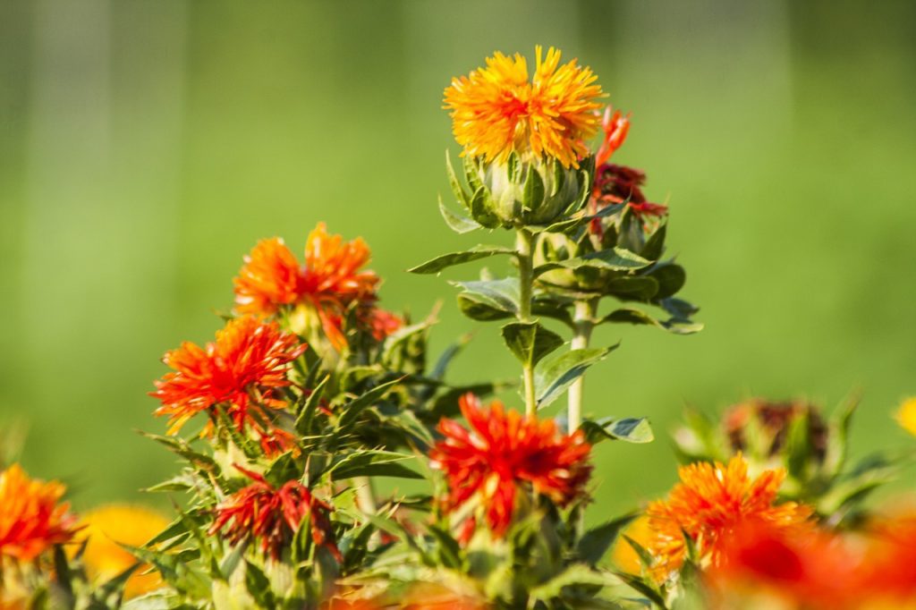 Safflower vs Saffron