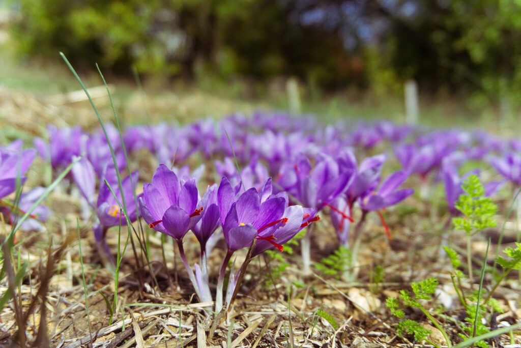 what is the Spanish saffron