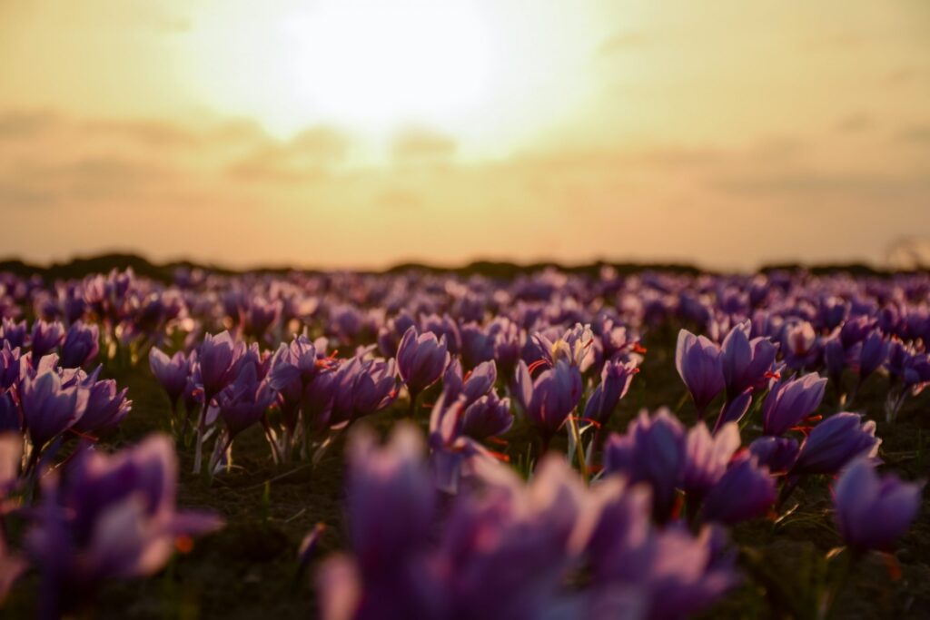 Growing Saffron