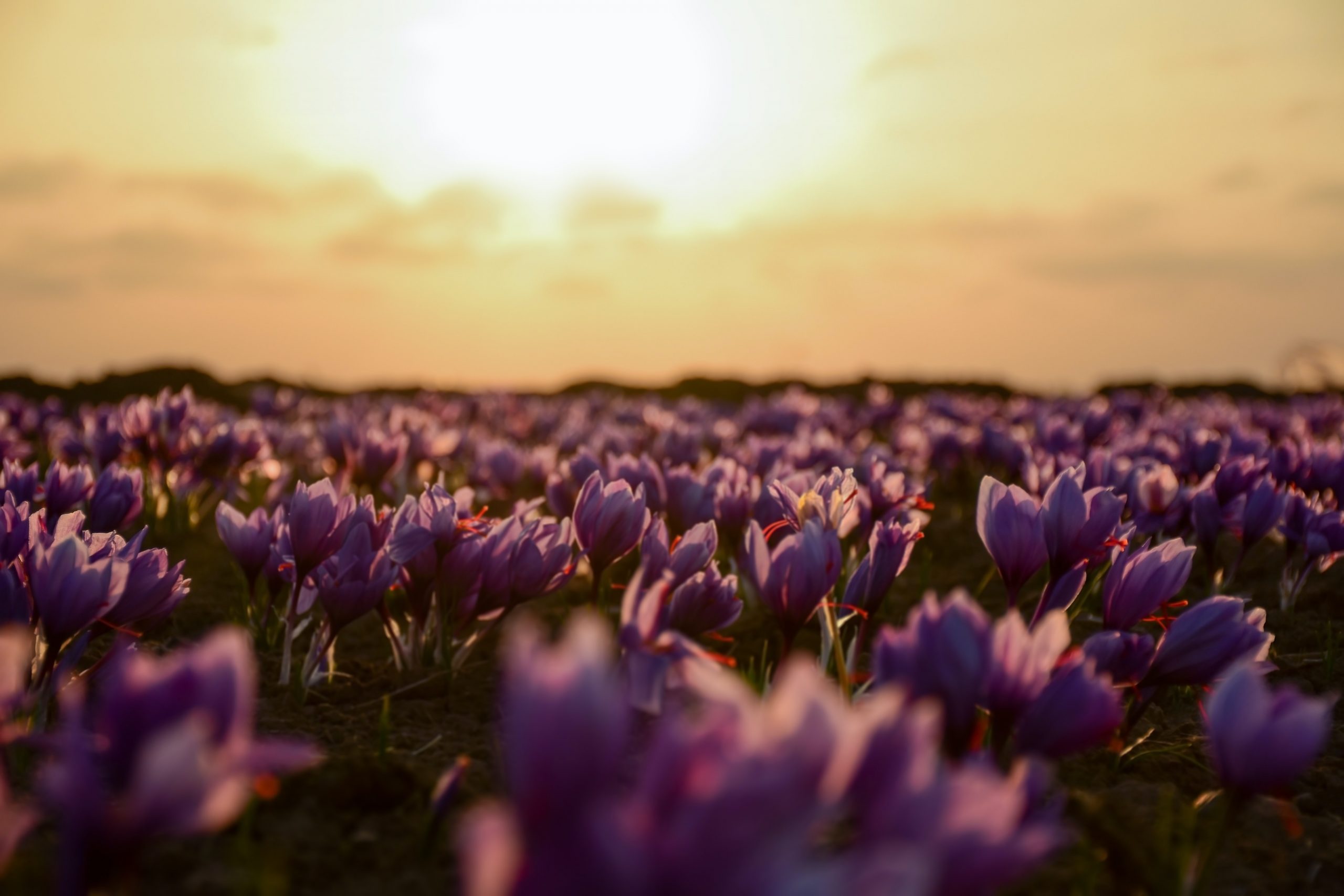 Growing Saffron