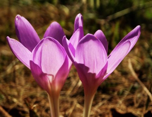 Find Your Perfect Saffron: A Guide to Different Types of Saffron Products