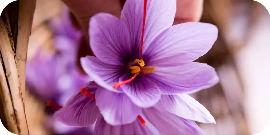 Checking the quality of the best saffron in the world