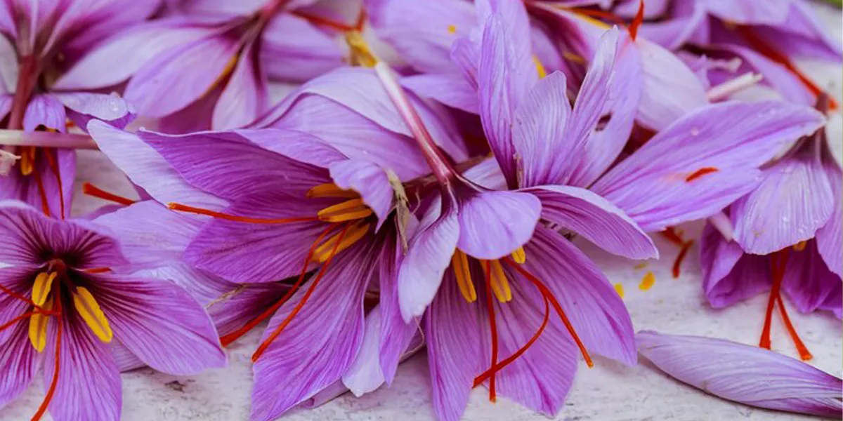 Health Benefits of Saffron
