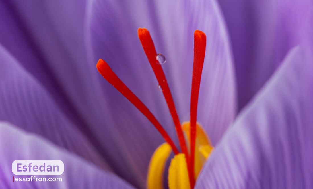 best saffron in the world