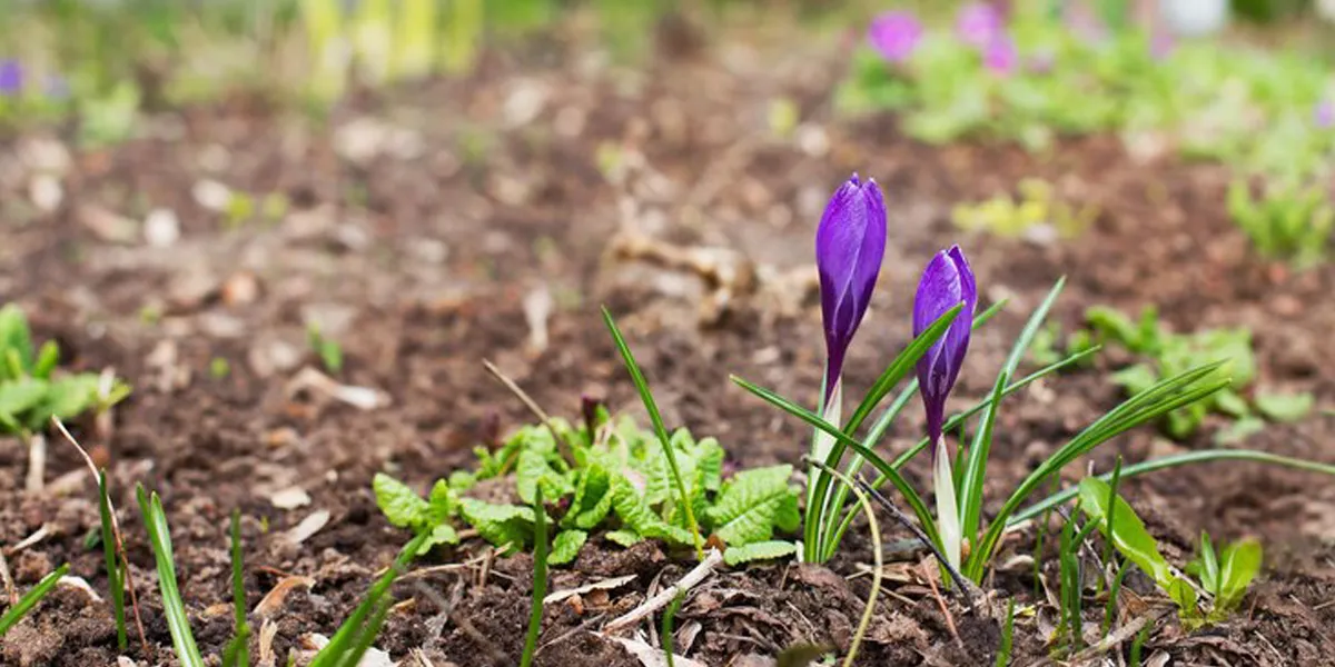 Best Place to Grow Saffron