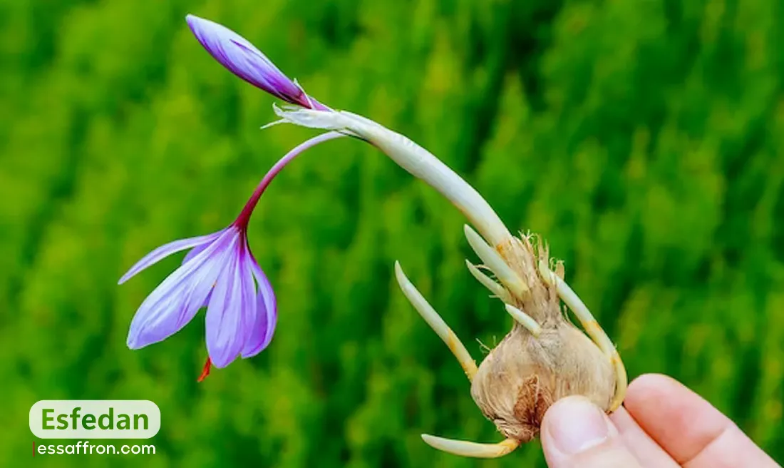 Can you make money growing saffron?