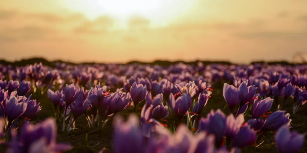 Saffron Crocus: Planting Instructions