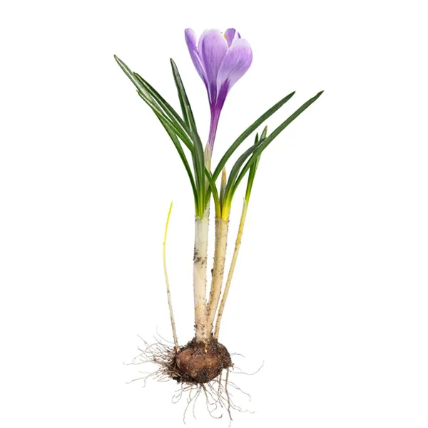 Water saffron crocuses moderately.