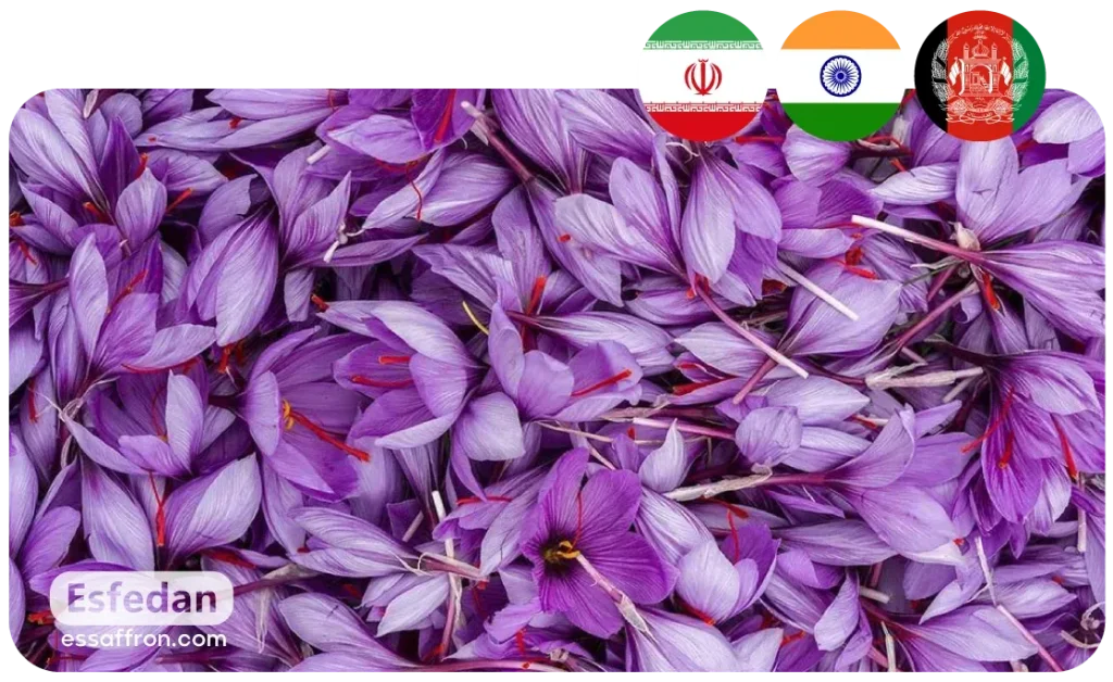 The Complete List of Saffron Producing Countries