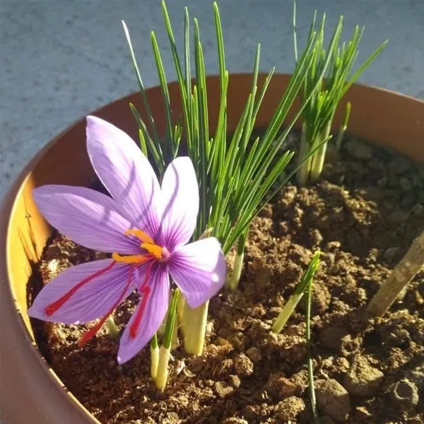 Cultivating Saffron in Pots
