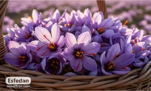 Is Growing Saffron Profitable