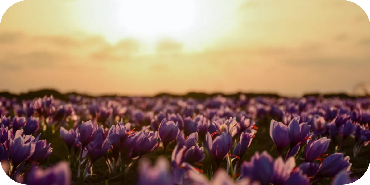 Is Growing Saffron Profitable? 